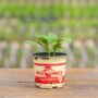 Eggplant – Black Beauty – 4″ Pot